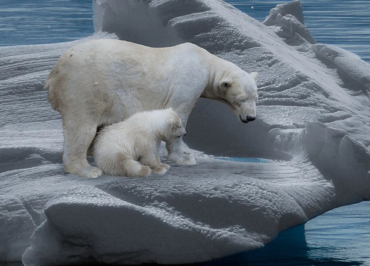 polar-bear-709682_1920.jpg