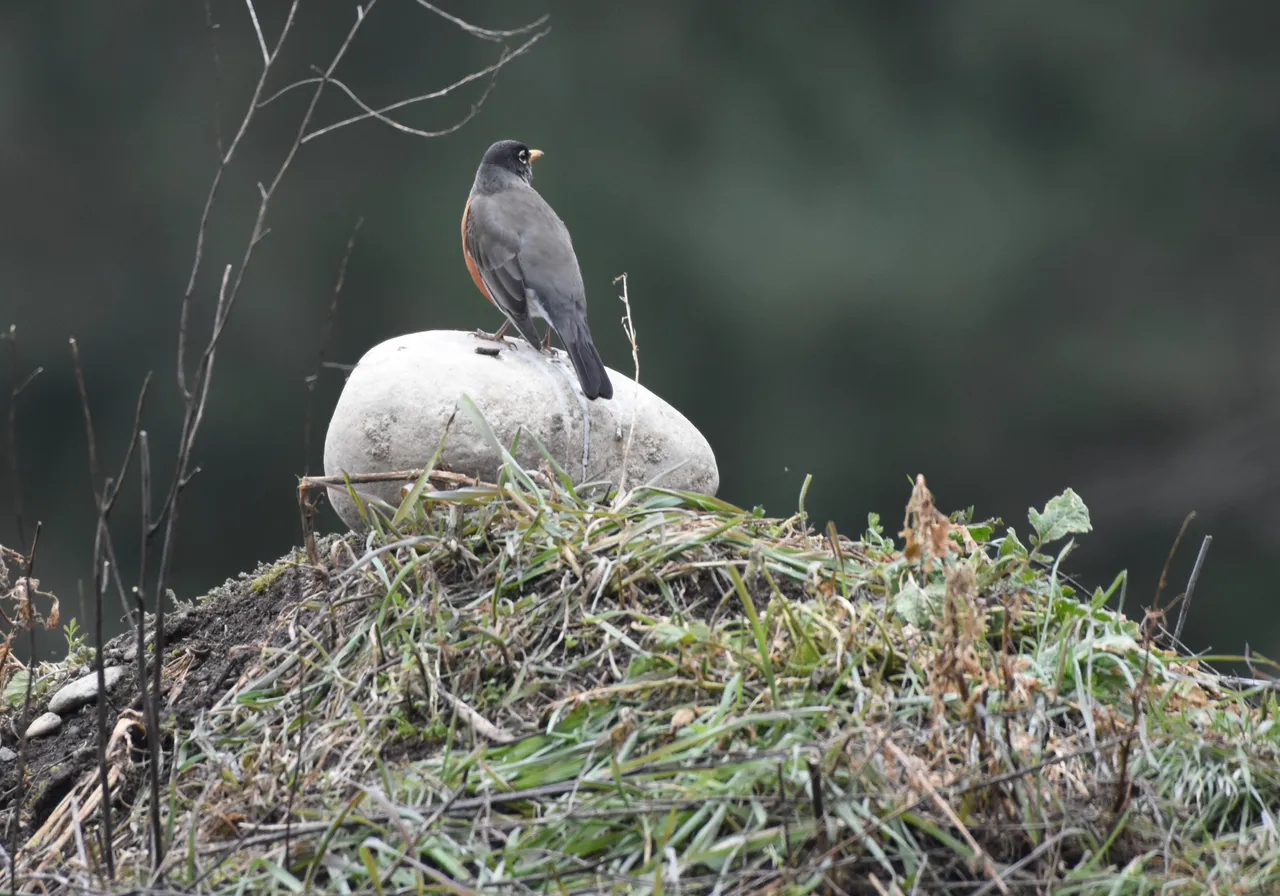 AMRO_8599 2019-03-11.JPG