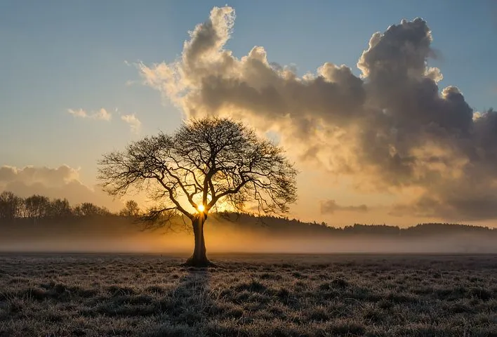 lone-tree-1934897__480.jpg