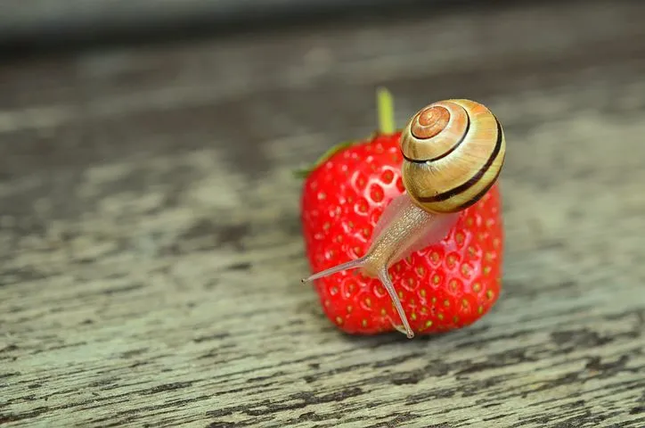 strawberry-799809__480.jpg