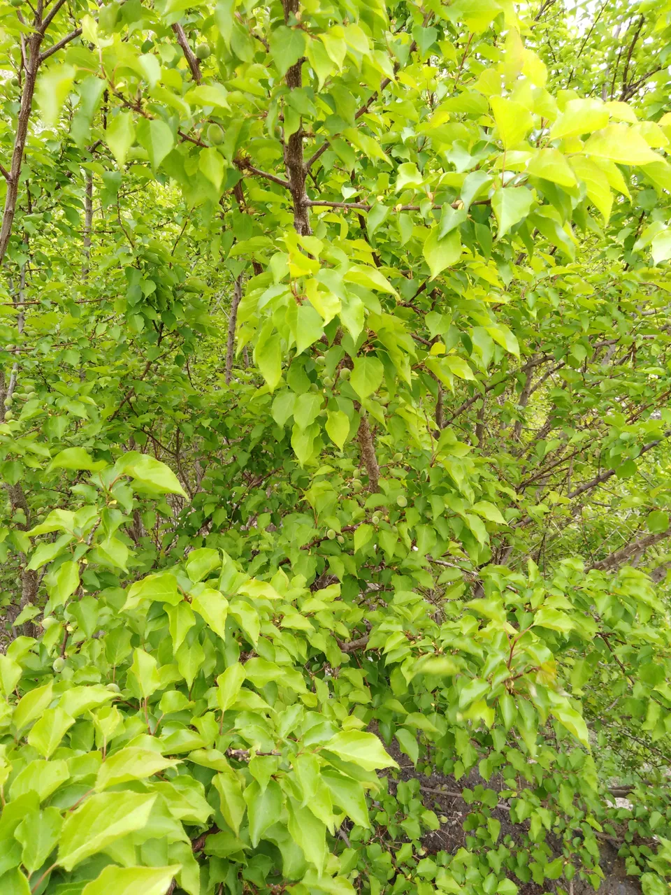 IMG_20190425_112254[1].jpg