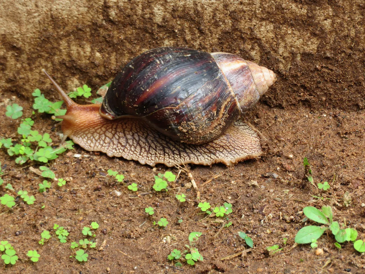5906-GiantAfricanSnail.JPG