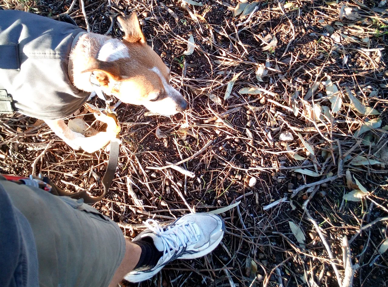 Brodes out walking.jpg