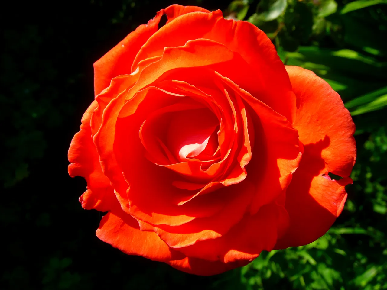 Pack 1 flower 10.JPG