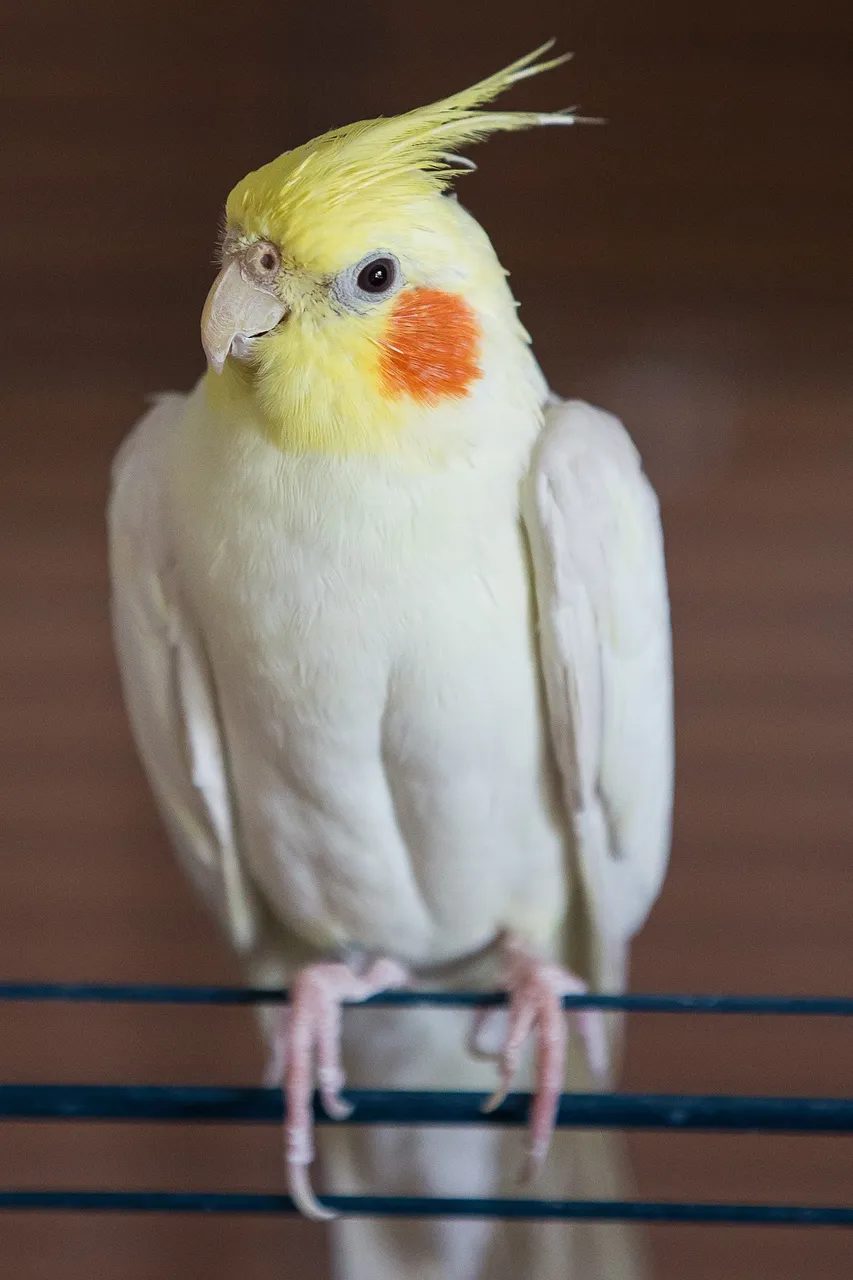 cockatiel-1507547_1920.jpg