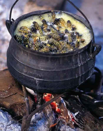 Ulat-Rebus-di-Botswana.jpg
