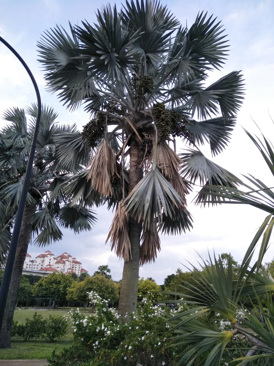 37 Bismarckia palm.jpg