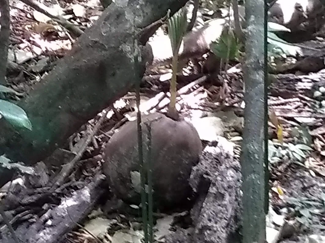 CoconutSeedGerminating.jpg