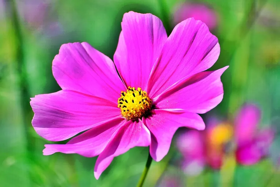 cosmea-3711568_960_720.jpg