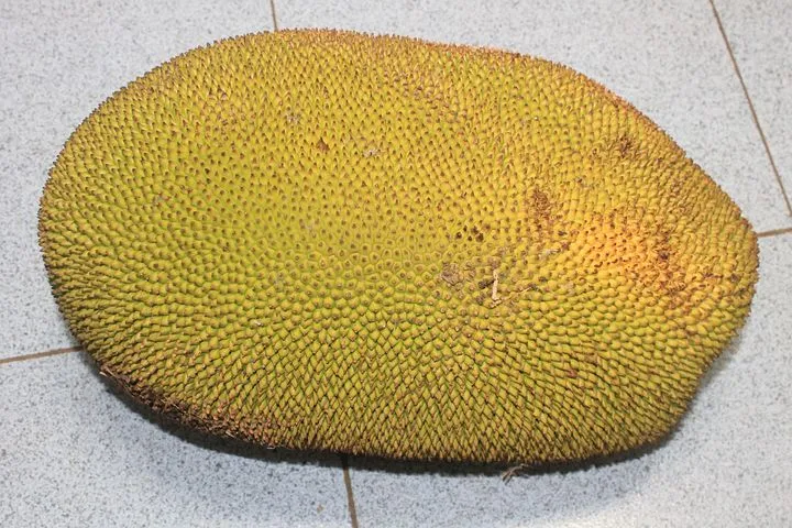 jackfruit-1034418__480.jpg