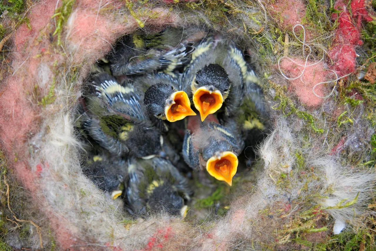 birds-nest-768779_1280.jpg