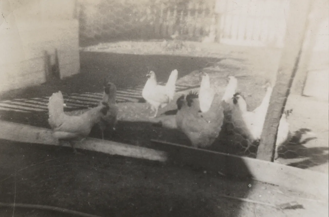1950s apx Chickens.jpg