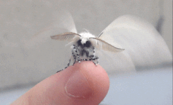 5bfd8f90d3fb4306434628.gif