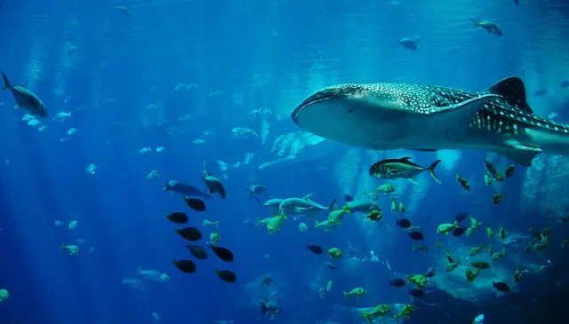 whale-shark-281498_640.jpg