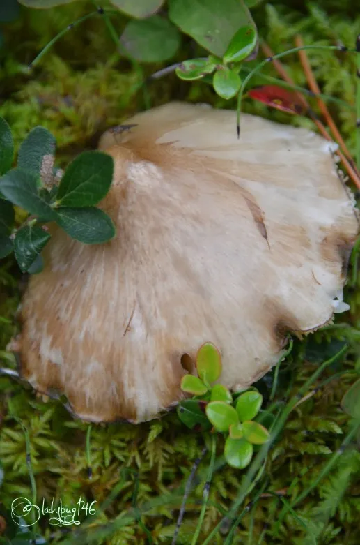 fungi-athabasca_falls4.jpg