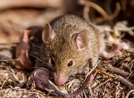 antechinus-786626__340.jpg