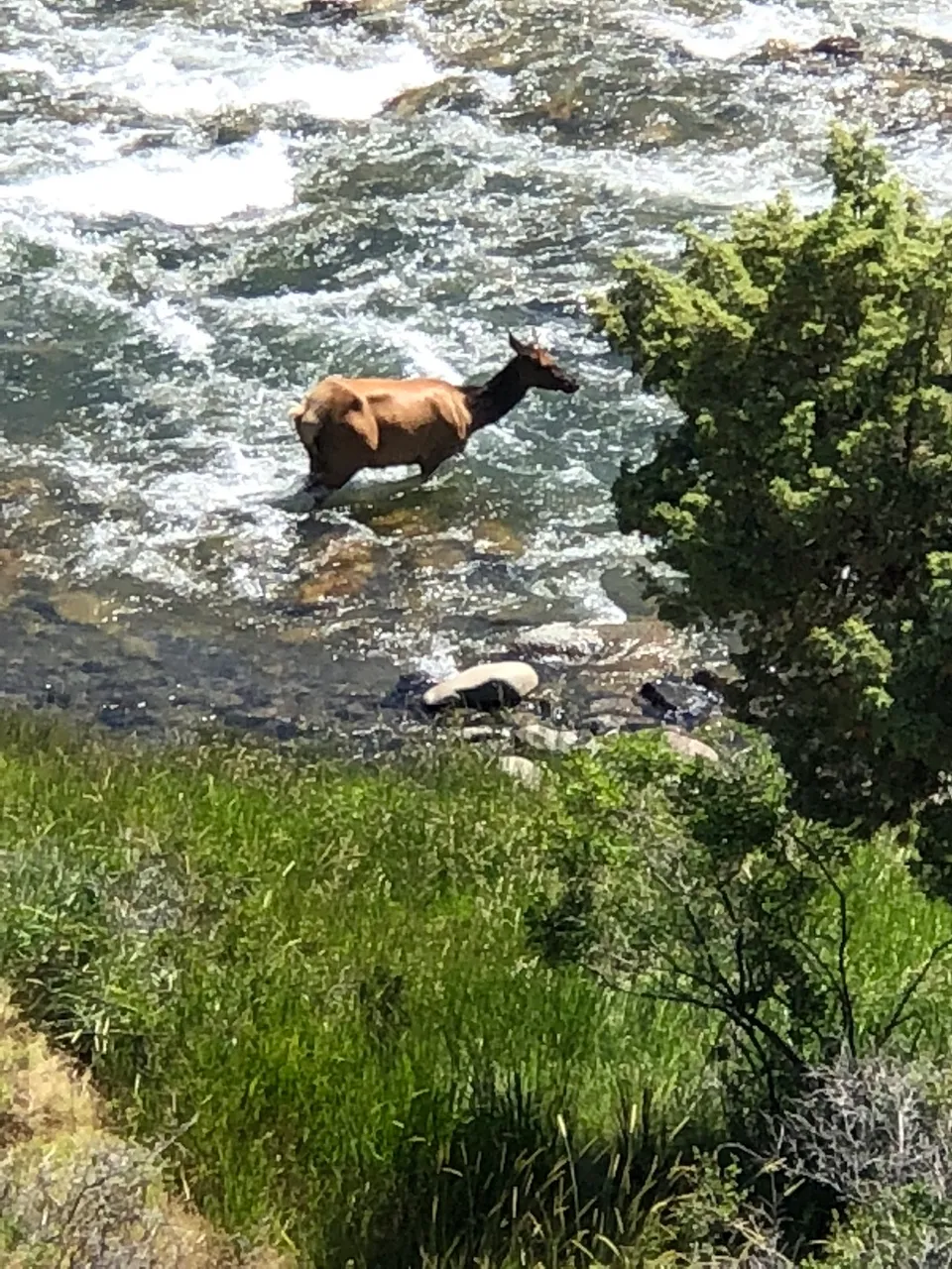 Elk River Crossing.jpg