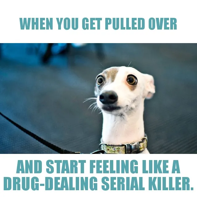 tinydog_everyone_knows.jpg