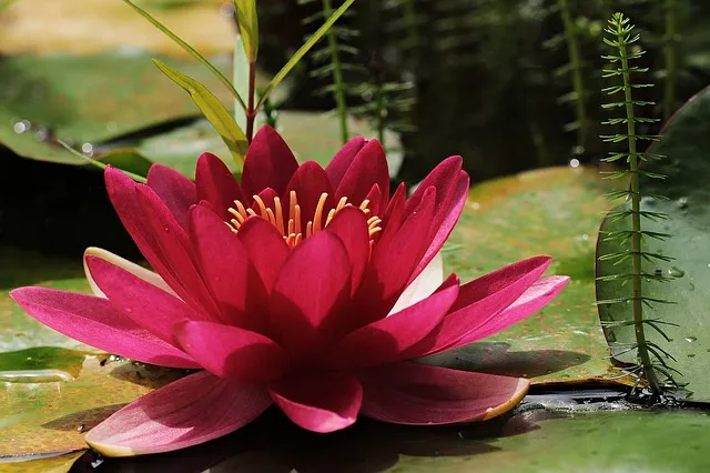 water-lily-3478924_640.jpg