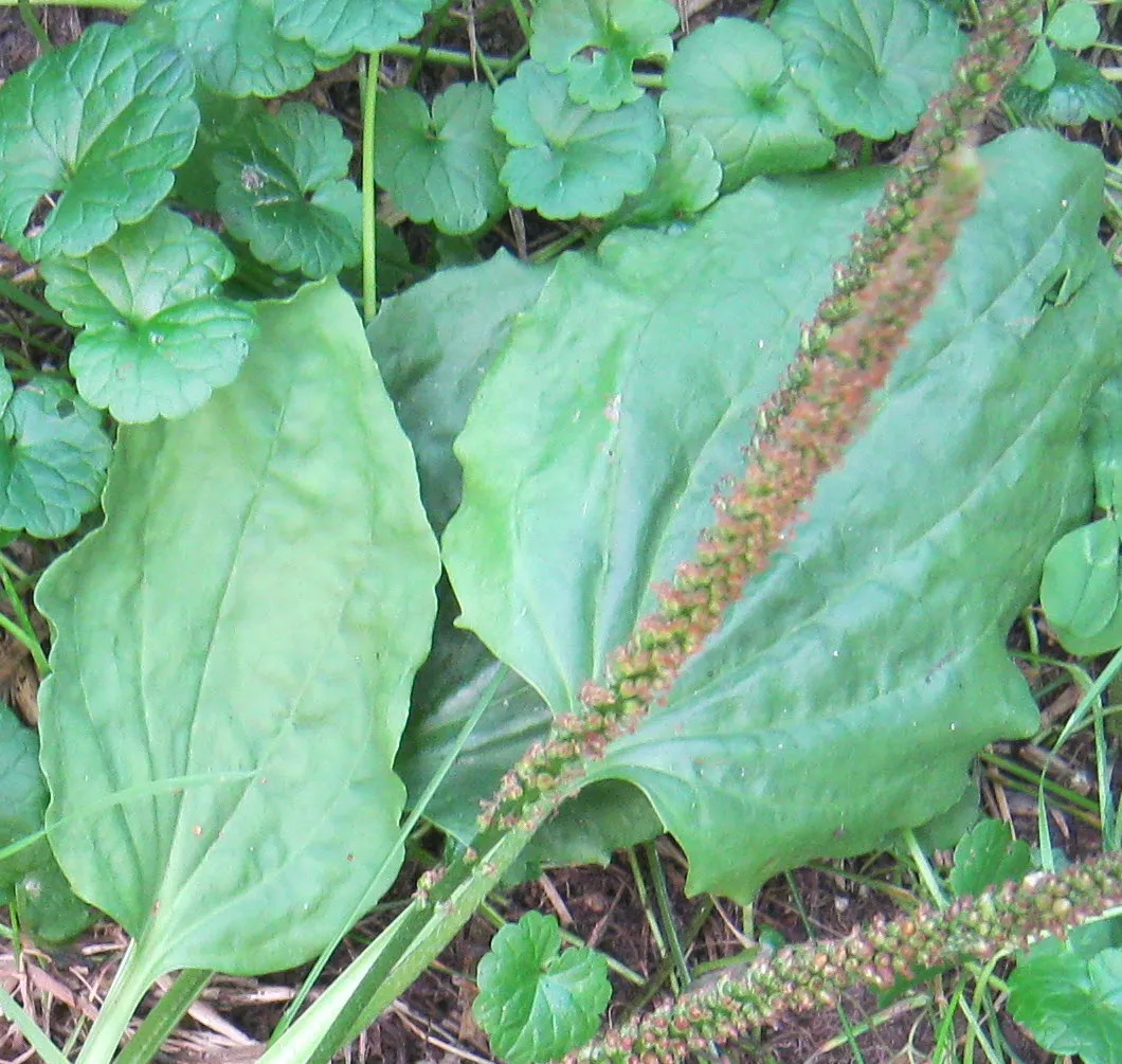 Plantain seed head.JPG