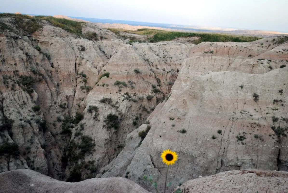 Badlands Sunflower-1.JPG