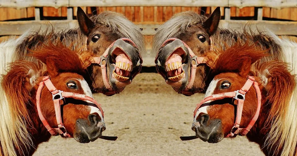 horses-1396651_960_720.jpg
