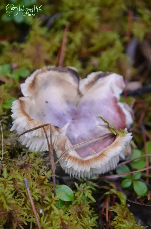 fungi-athabasca_falls3.jpg