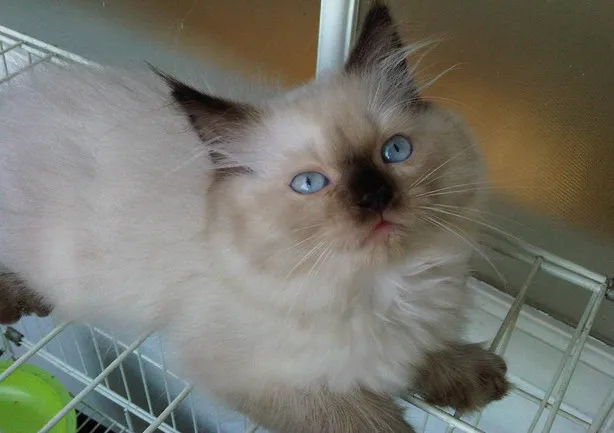 Kucing-Persia-Himalaya.jpg