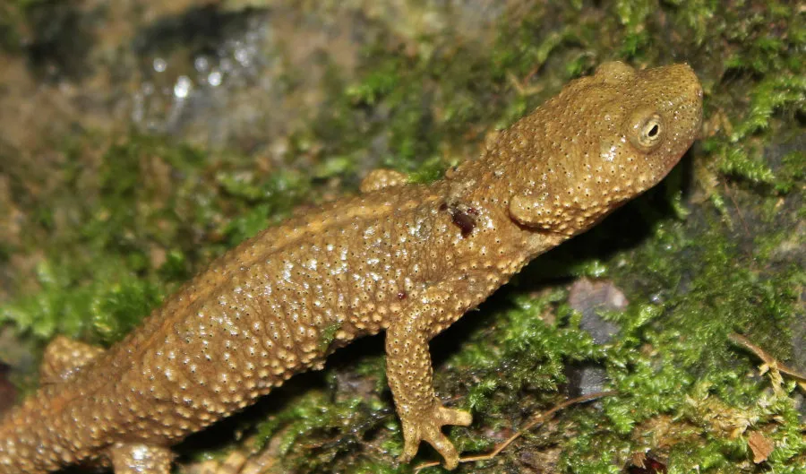 Calotriton_asper_small.jpg