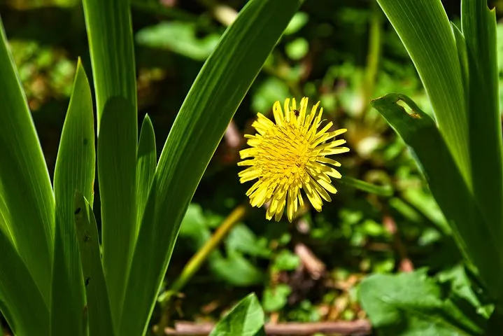 dandelion-3392028__480.jpg