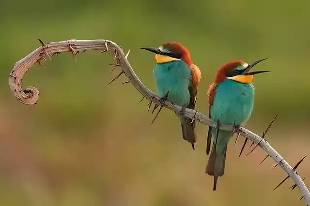 bee-eaters-3749679_640.jpg