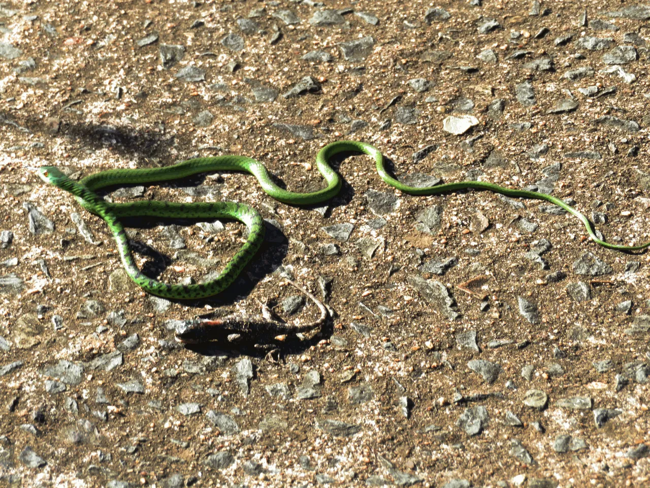 3383_Snake-LizardAlive.png