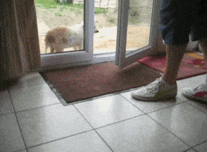 5bea0c2dc12db771651255.gif