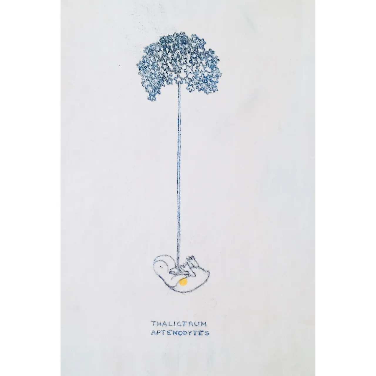 thalictrum_aptenodytes.jpg