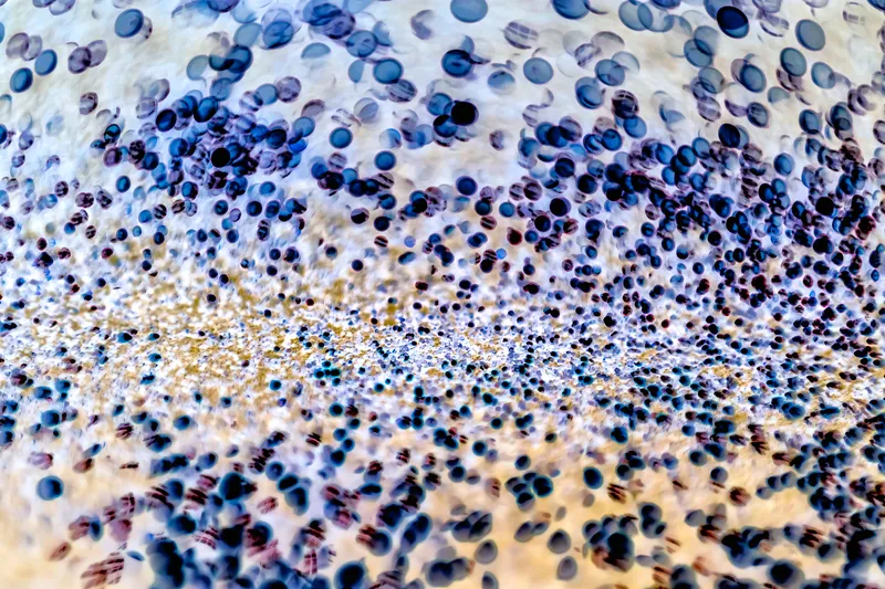 inner-terrain-bacteria.jpg