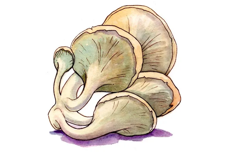 Oyster-Mushroom006_3x2.jpg