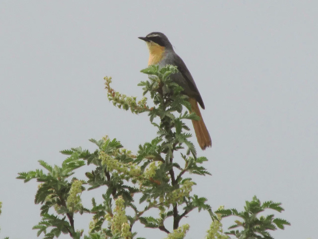 2909-Cape Robin-chat.png