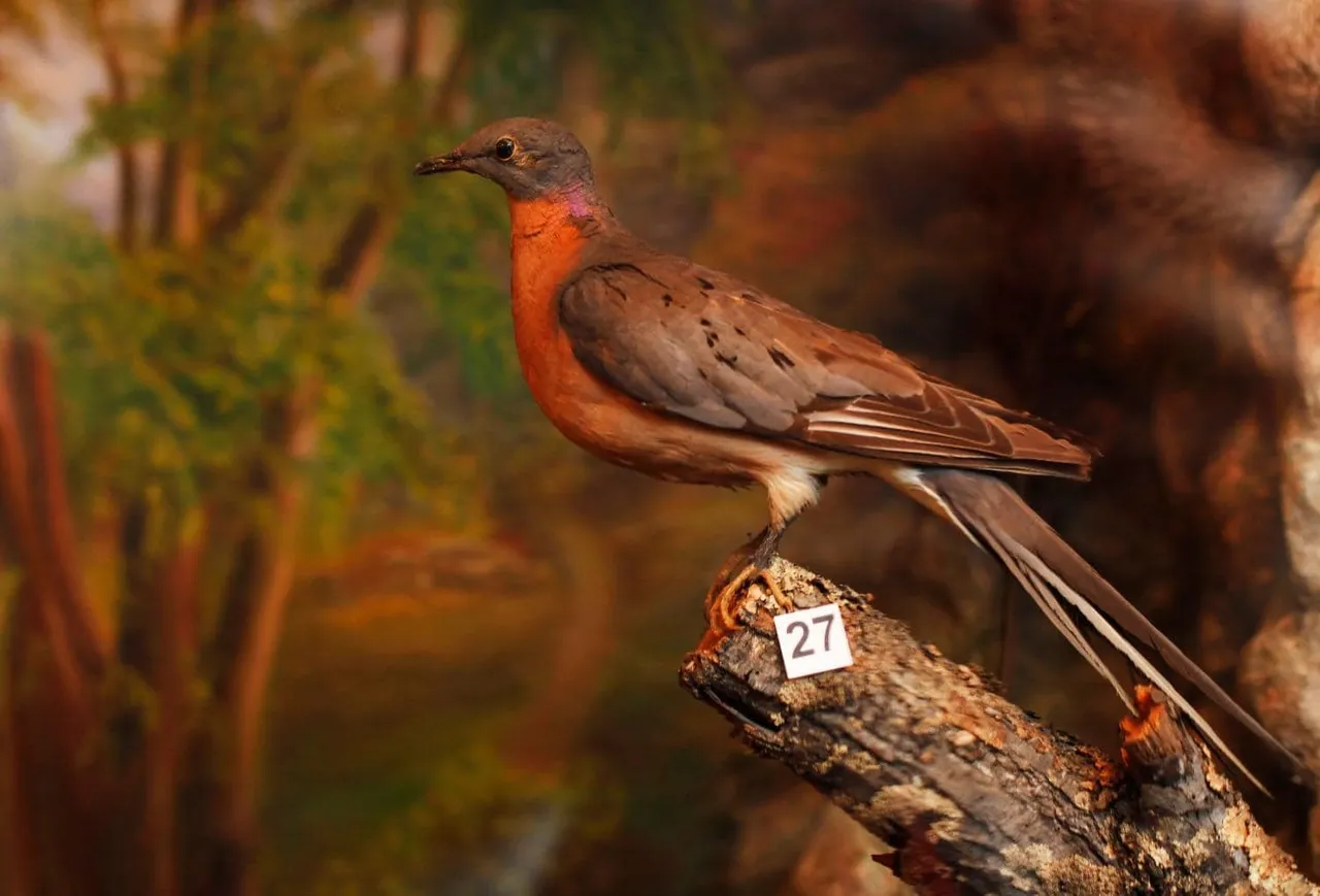 extinct-pigeon-xxlarge.jpg