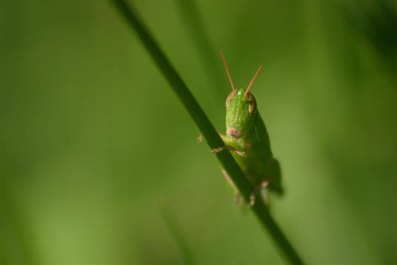 cricket real close.jpg