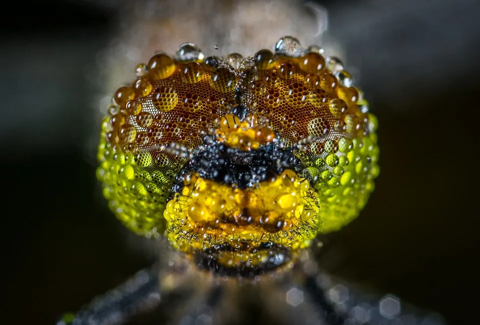 nature-3055235_960_720.jpg