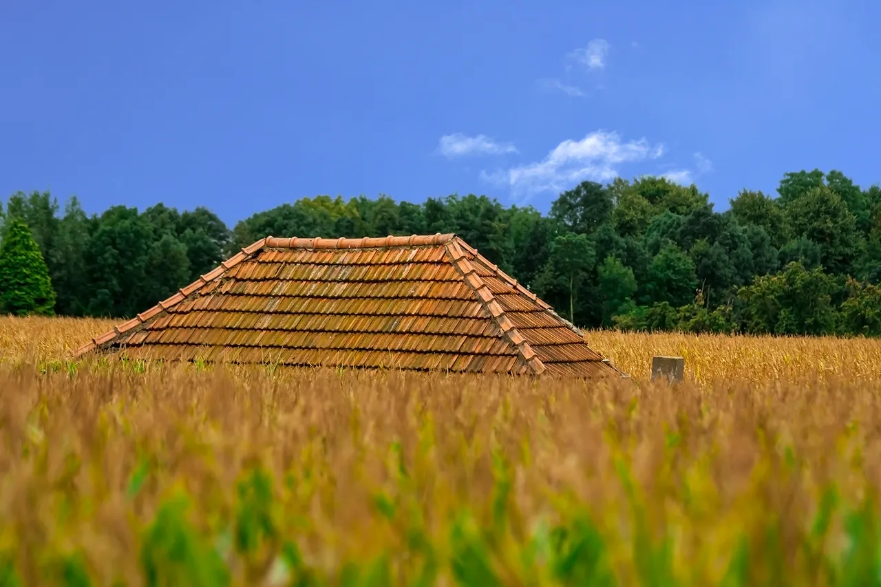 house in cornfield.jpg