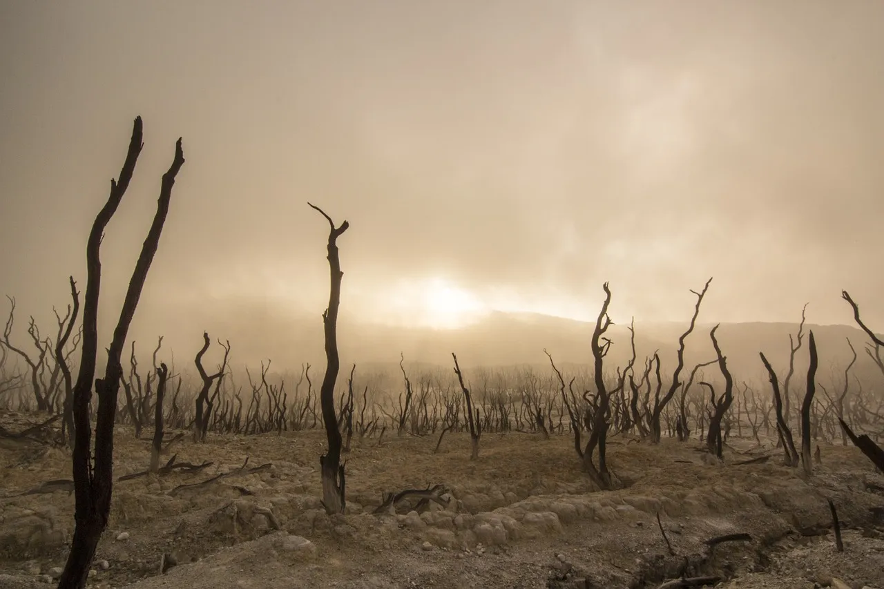 dead-trees-947331_1280.jpg
