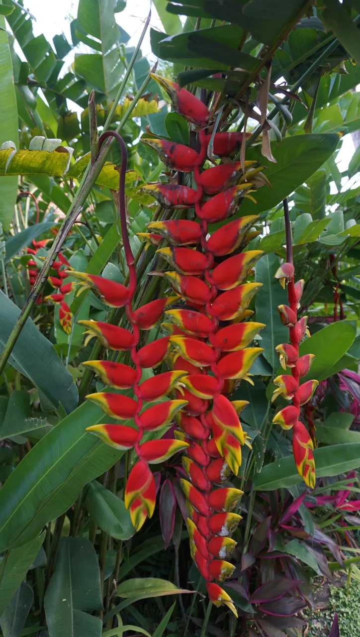 Bonus 2 Flower 5.jpg