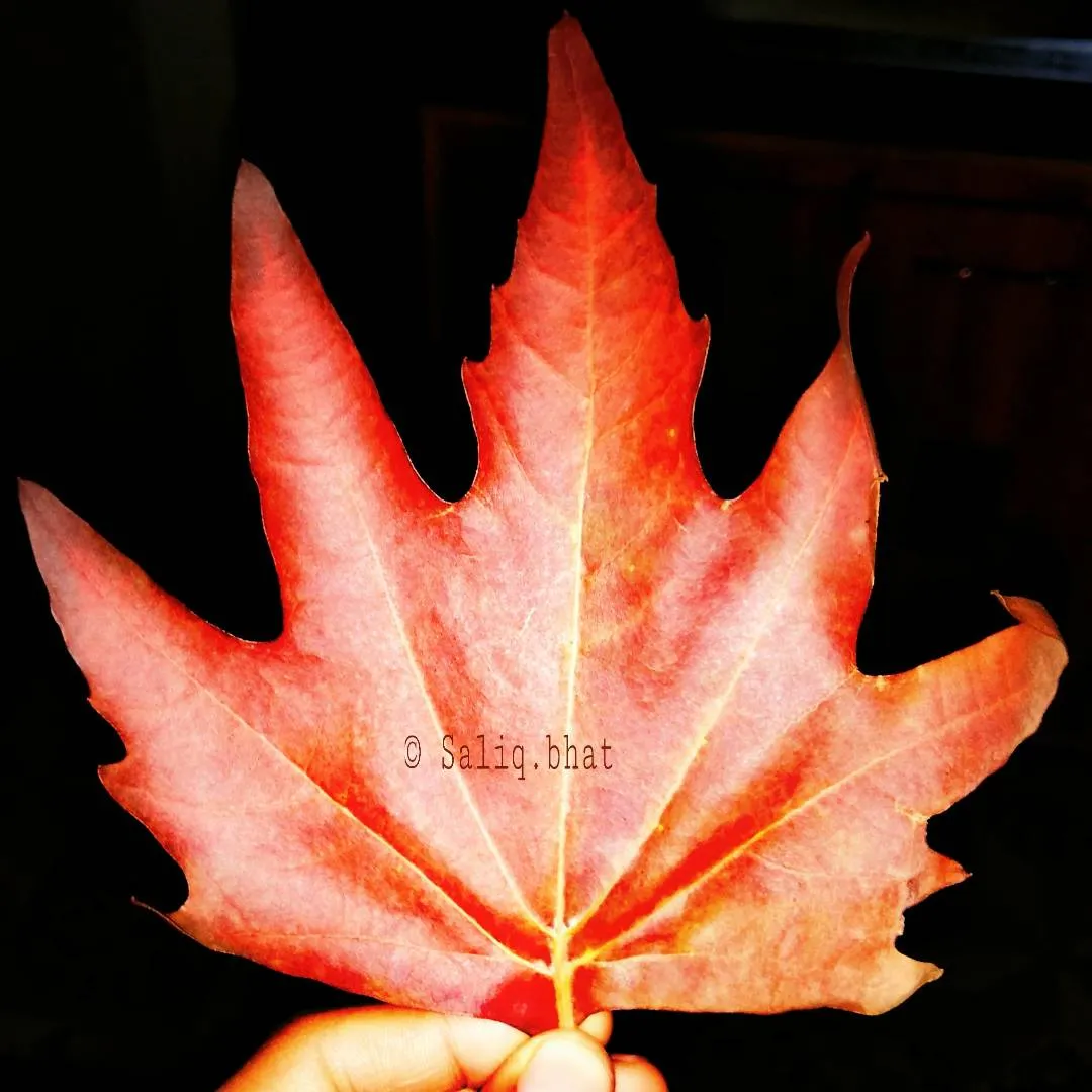 PicsArt_11-10-06.44.45.jpg