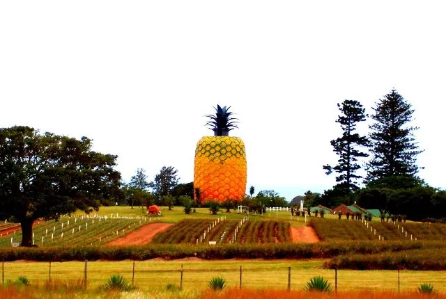 Big-Pineapple-Bathurst.jpg