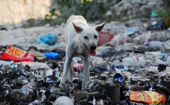 perro-basurero-580x360.jpg