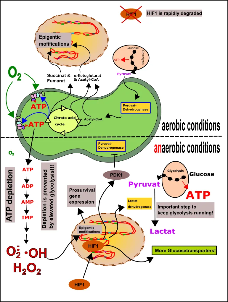 epigenetics & HIF1.png