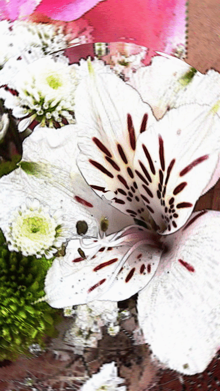 imageedit_2_2156826540.gif