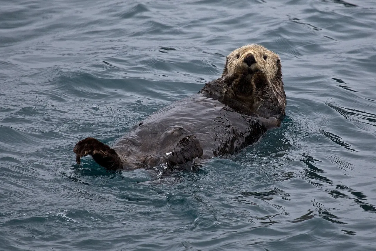 sea-otter-1405976_1280.jpg