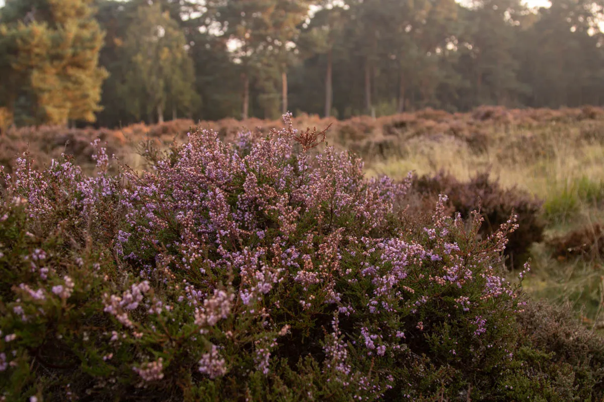 Linwood warren sunrise sept 20200209.jpg